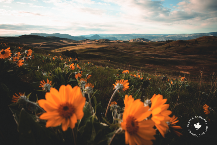 Grasslands Postcard - TK